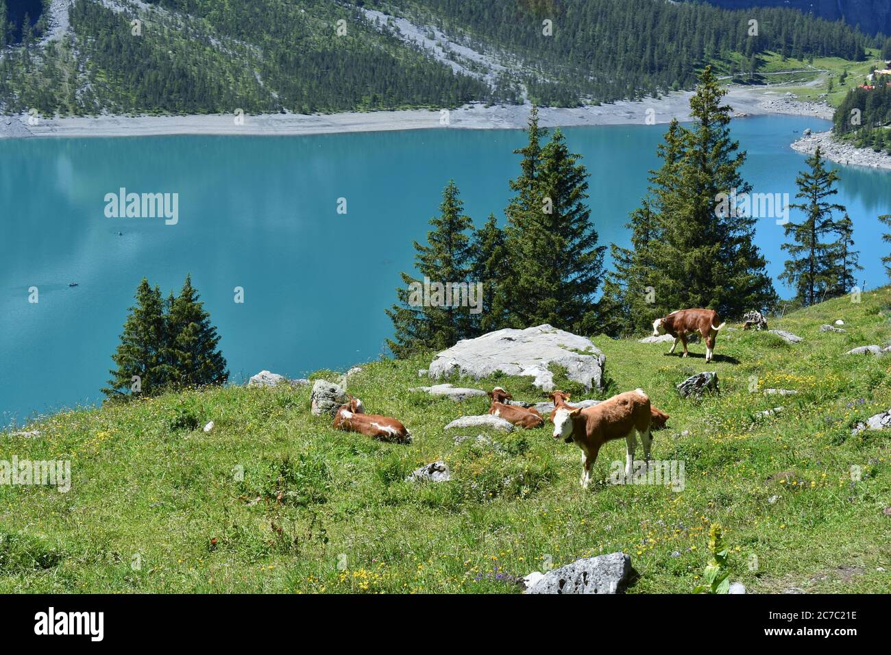 Cows on a meadow in the Swiss Alps with the Oeschinen Lake (Oeschinensee) visible in the background Stock Photo