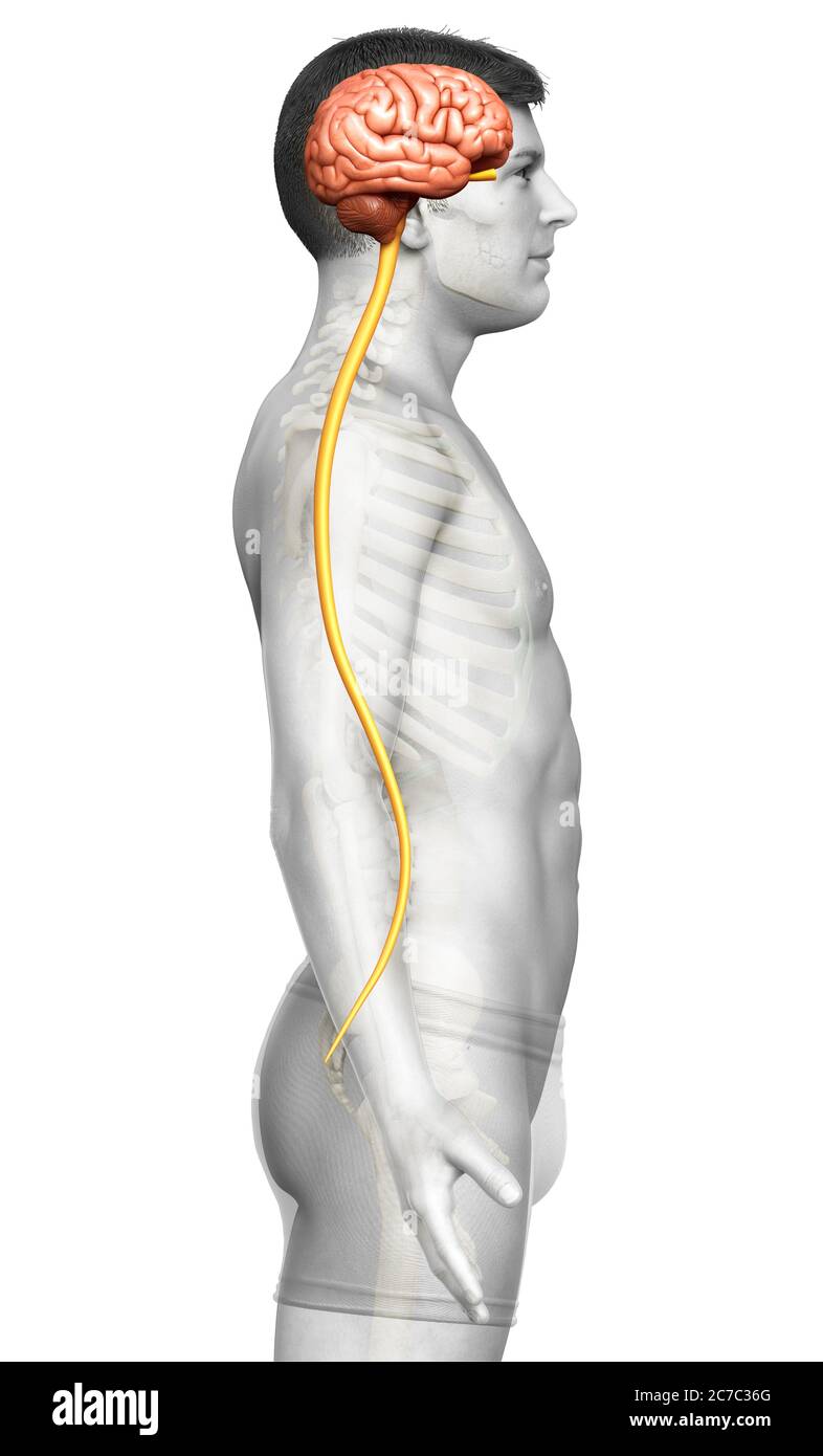 3d rendered medically accurate illustration of a male brain Stock Photo ...