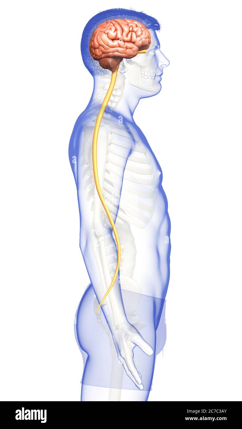 3d rendered medically accurate illustration of a male brain Stock Photo ...