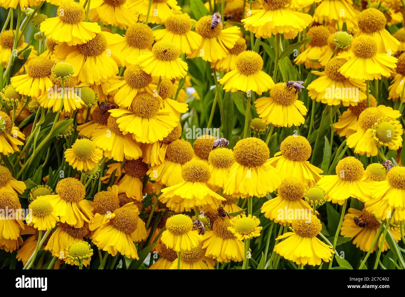 Yellow Helenium 'Golden Youth' Sneezeweed Stock Photo