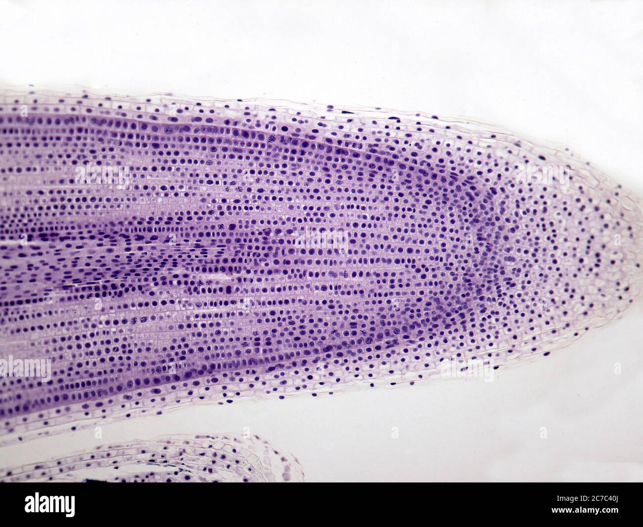 Onion cells hires stock photography and images Alamy