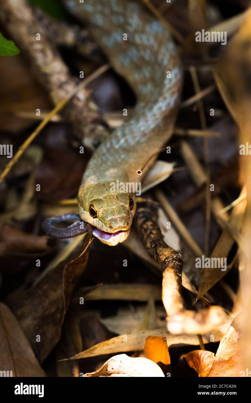 Tiny night snake (Ithycyphus miniatus) eating a chameleon, Nosy Komba ...