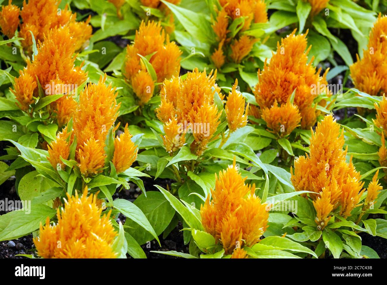 Celosia Plants High Resolution Stock Photography And Images Alamy Celosia Plants High Resolution Stock Photography And Images Alamy