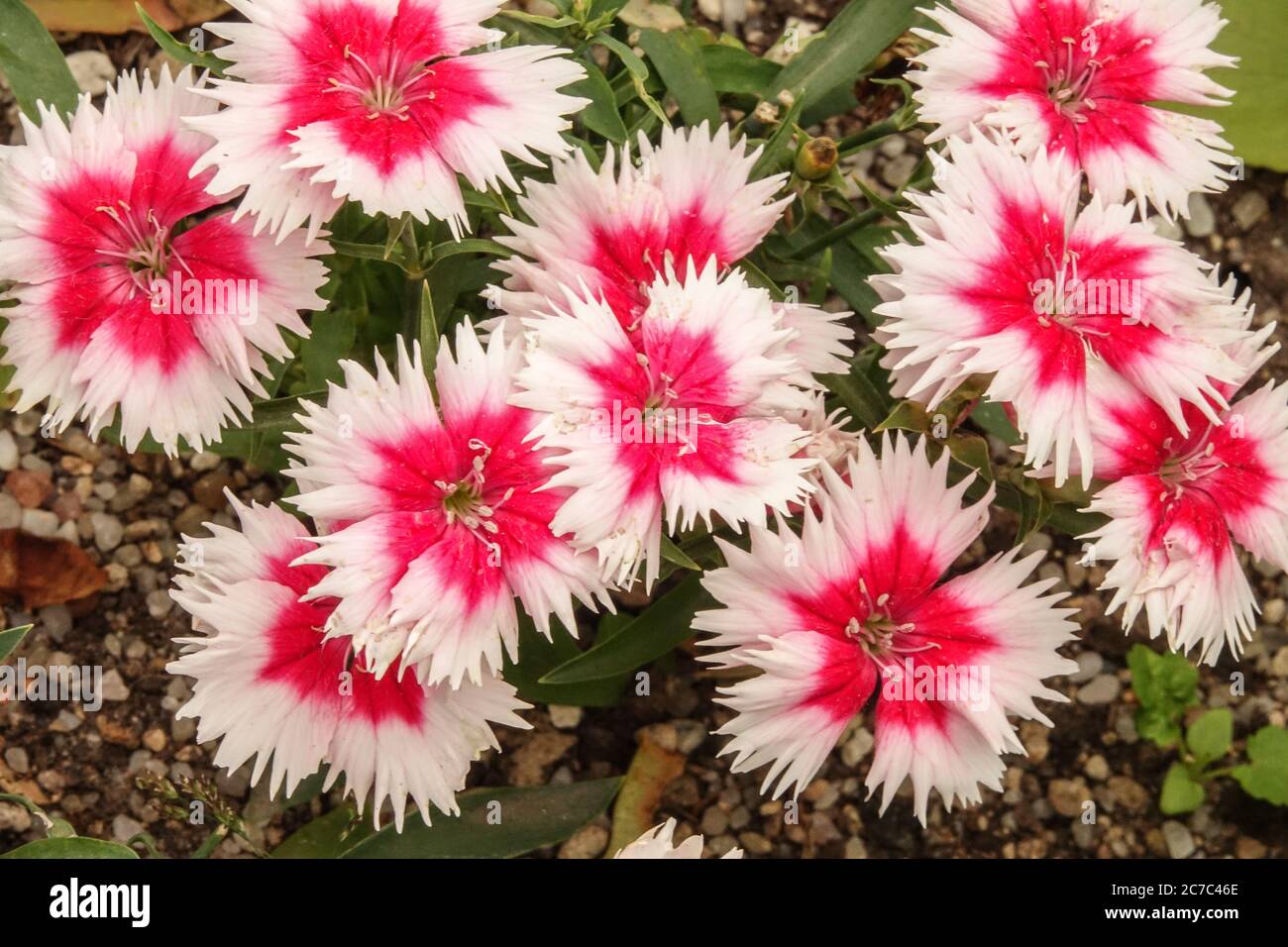 Red white Dianthus chinensis 'Super Parfait Red Peppermint' Dianthus Sweet William Stock Photo