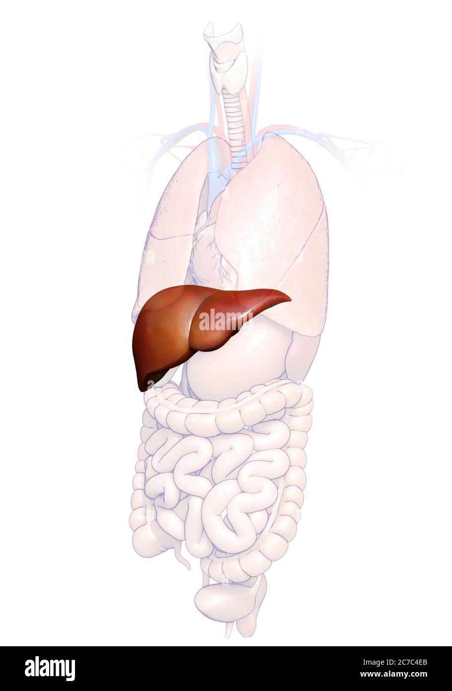 3d rendered, medically accurate illustration of Liver Anatomy Stock ...