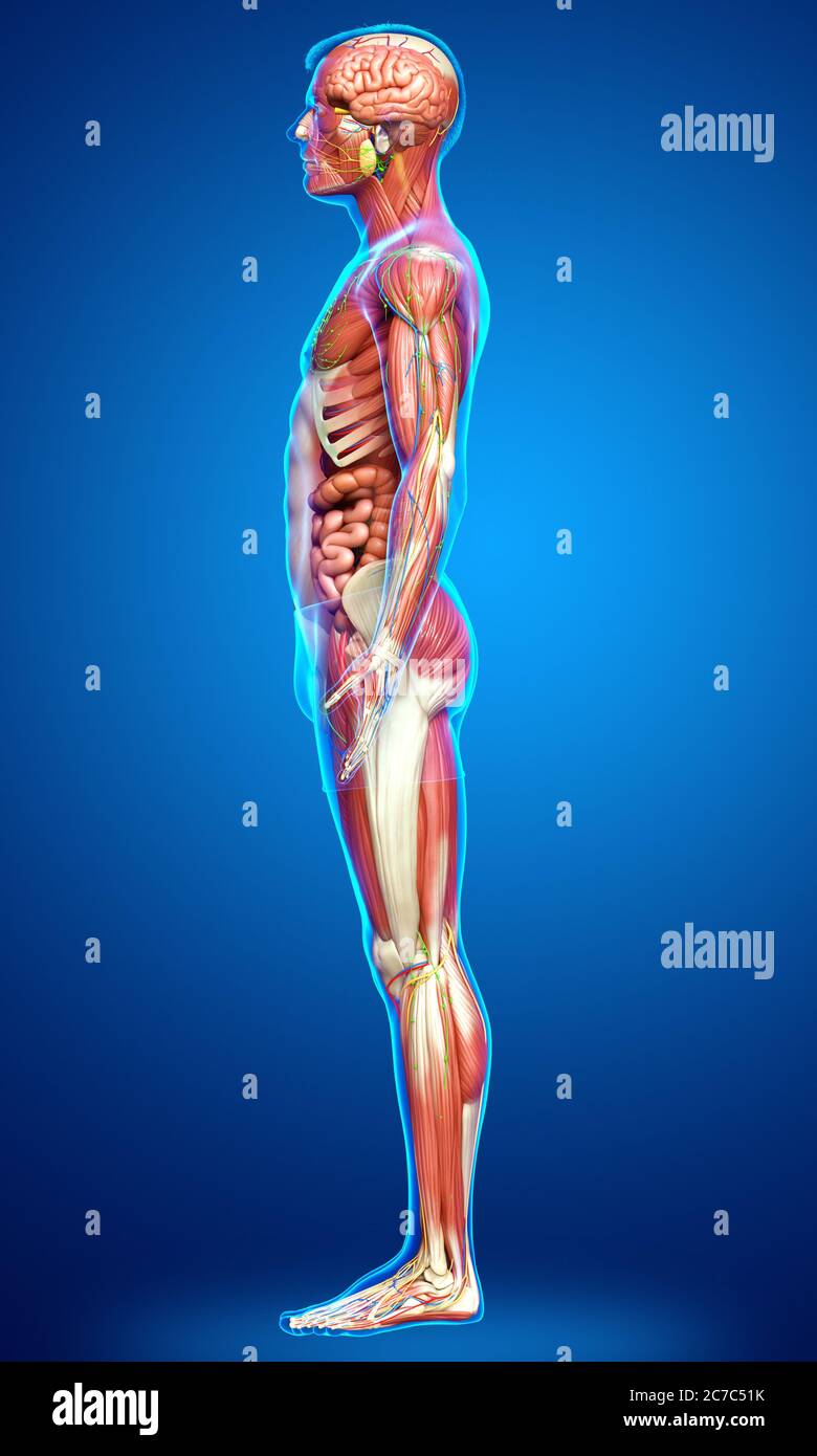 3d rendered medically accurate of the male anatomy Stock Photo - Alamy