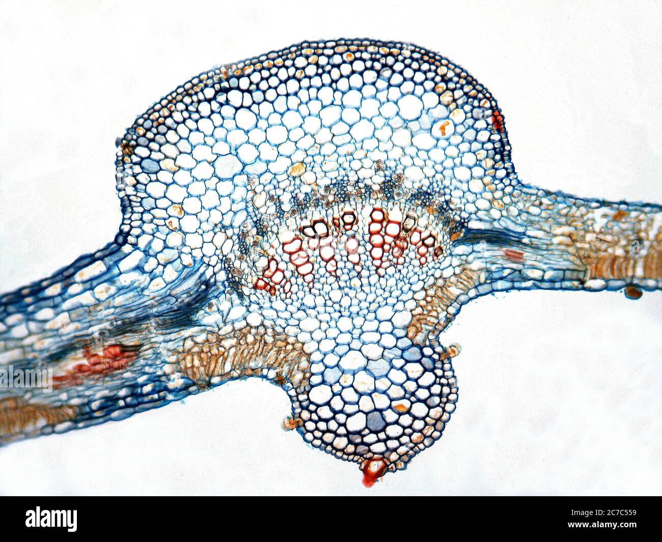 Photomicrography of cross section of cotton leaf. Gossypium sp. Stock Photo