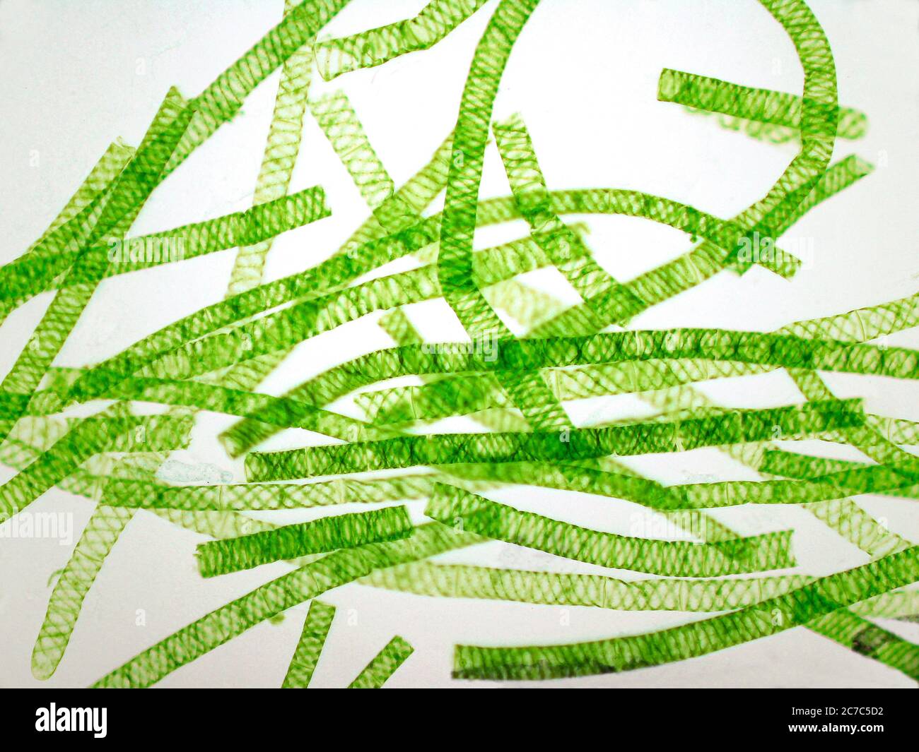 Microphotography of Spirogyra. Green algae. Stock Photo