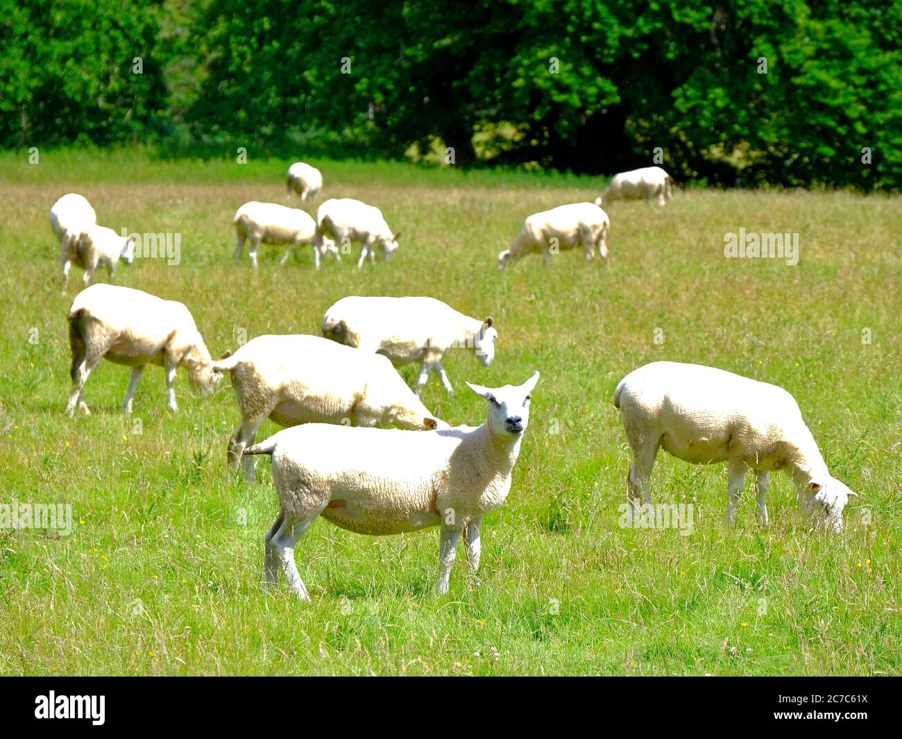 Newly sheared sheep grazing in a meadow Stock Photo
