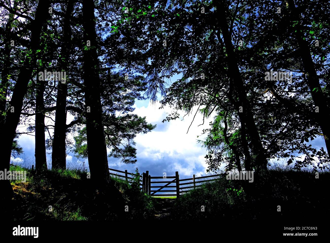 Old wooden meadow gate trees and cumulus sky Stock Photo