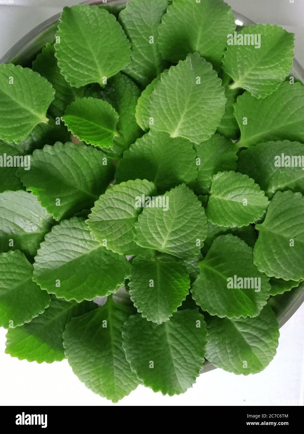 ajwain leaf tea is a very beneficial medicine for colds. Stock Photo