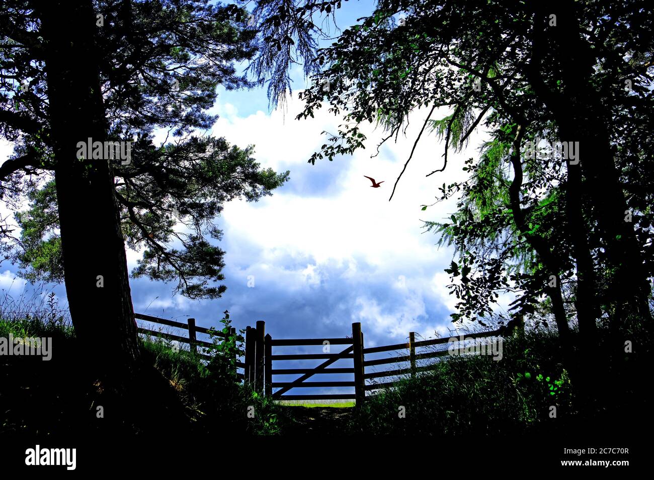Old wooden meadow gate trees and cumulus sky with bird Stock Photo