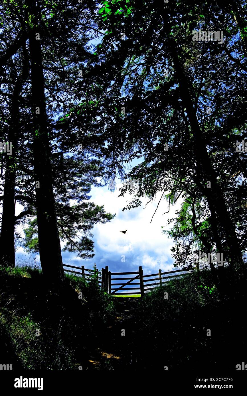 Old wooden meadow gate trees and cumulus sky with bird Stock Photo