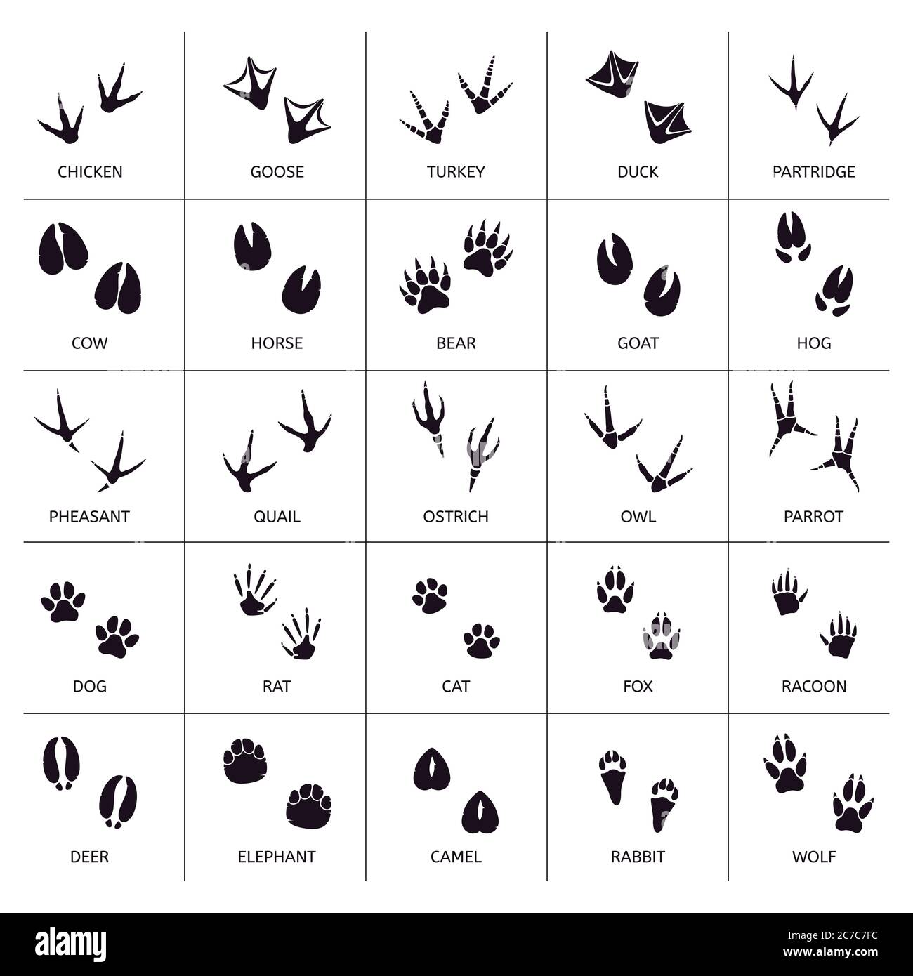 Animal tracks. Footprint animals, goose track. Isolated black