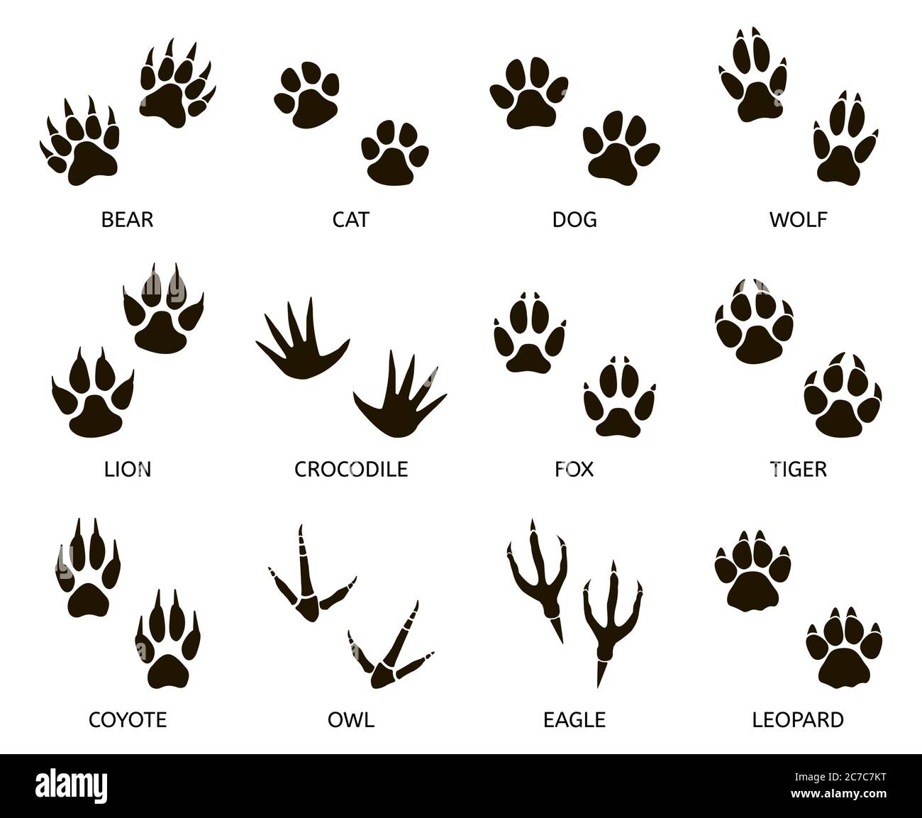 Predator footprint. Wild animals paw prints, cat, bear, tiger, fox and wolf  footprints, predators foot marks silhouette vector illustration set Stock  Vector Image & Art - Alamy