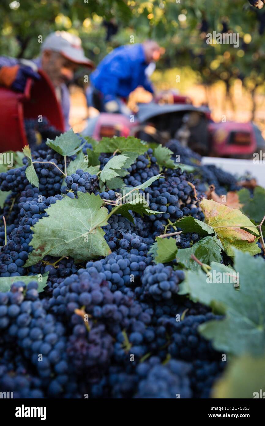 Black grape harvest in Apulia region, Italy Stock Photo Alamy