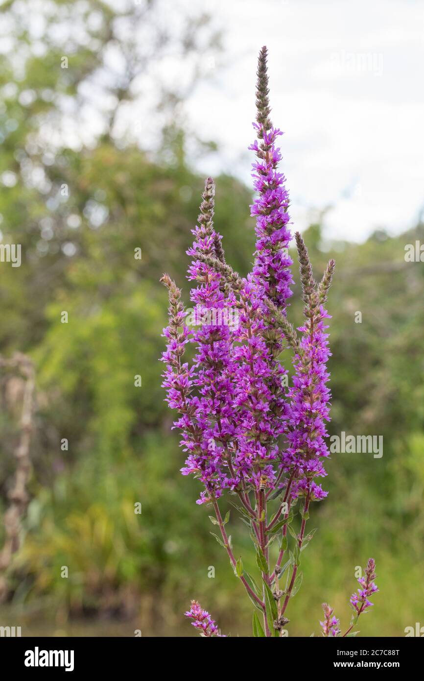 Purple loosestrife (Lythrum salicaria) tall spikes of purple flowers with six petals. A downy perennial of damp habitats like riverbanks or canals. Stock Photo
