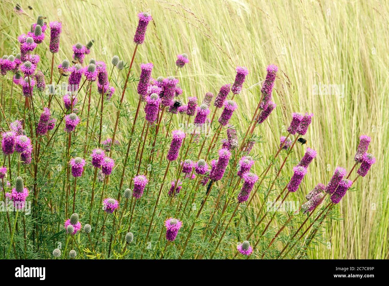 July plant Dalea purpurea Purple Prairie Clover grass Stock Photo Alamy