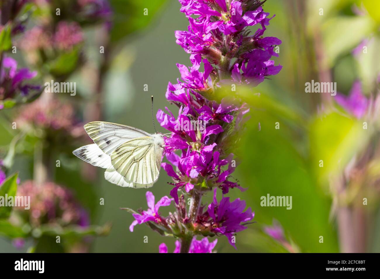 Small white (Artogeia rapae) male butterfly with yellowish underwings and creamy white upperwings. Has dark spot on forewing and dark tip to forewing. Stock Photo