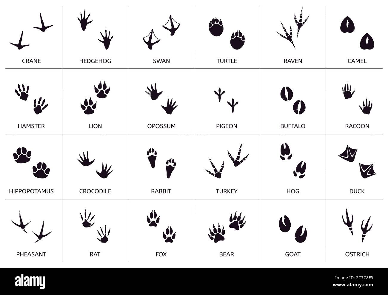 Animals footprint. Animal, birds and reptile foot marks, wild animals paw silhouettes, mammals walking paw tracks vector illustration set Stock Vector