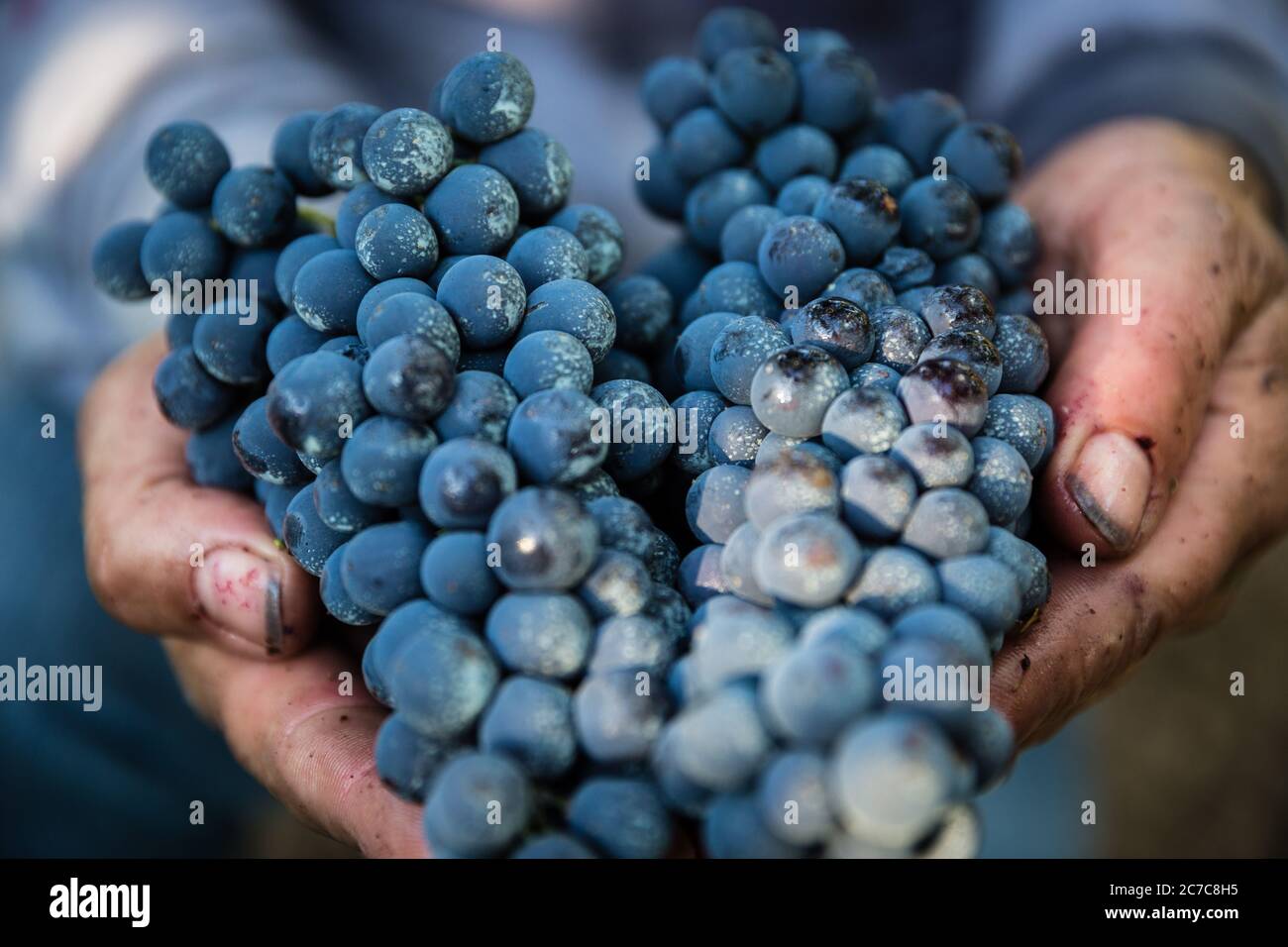 Black grapes in hand Stock Photo