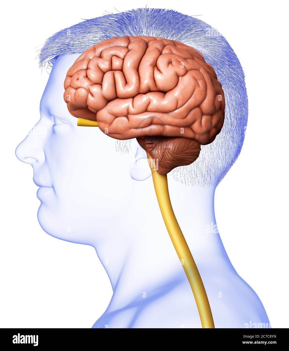 3d rendered medically accurate illustration of a male brain anatomy ...