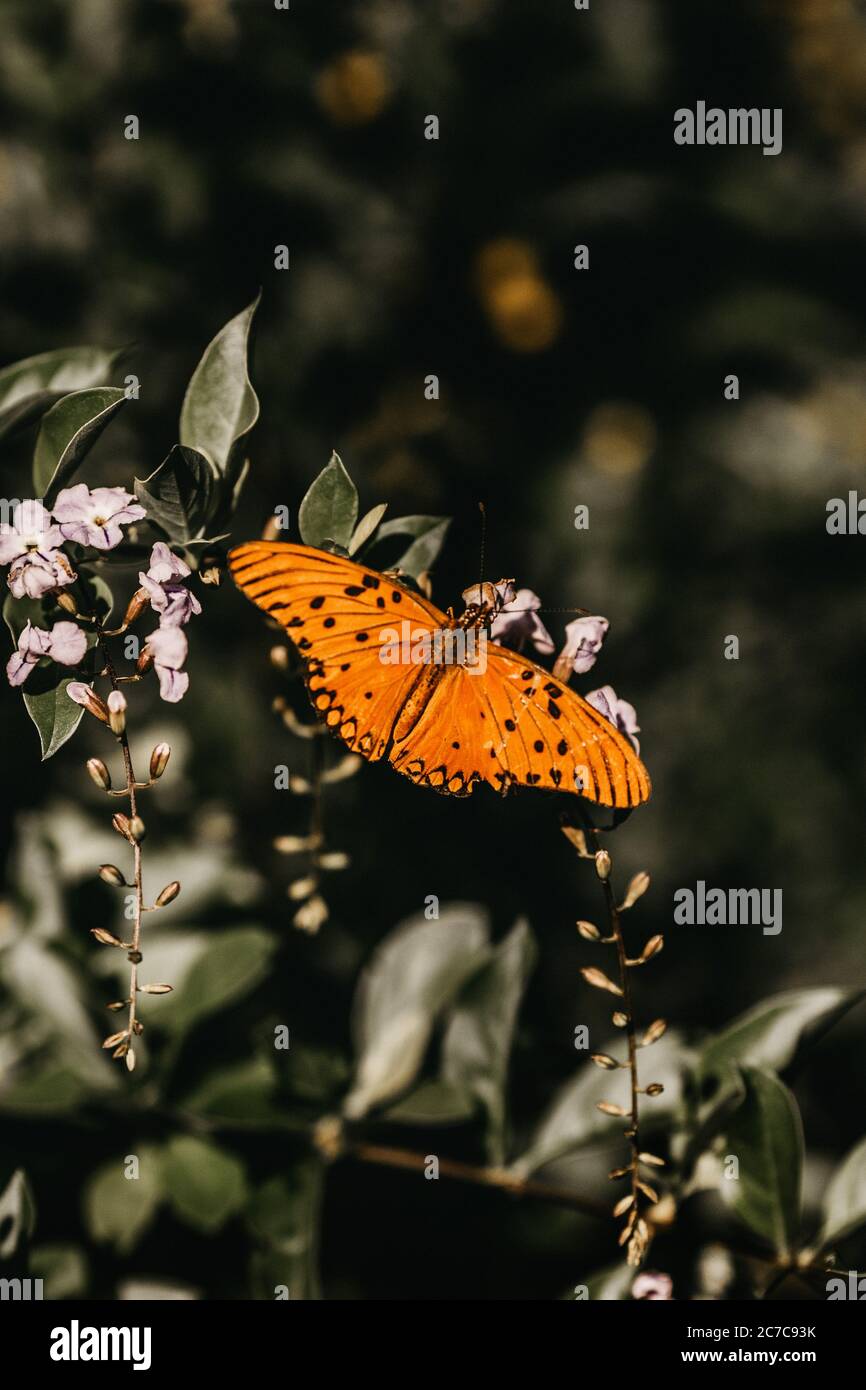 Vertical closeup of an orange butterfly with black spots resting on a