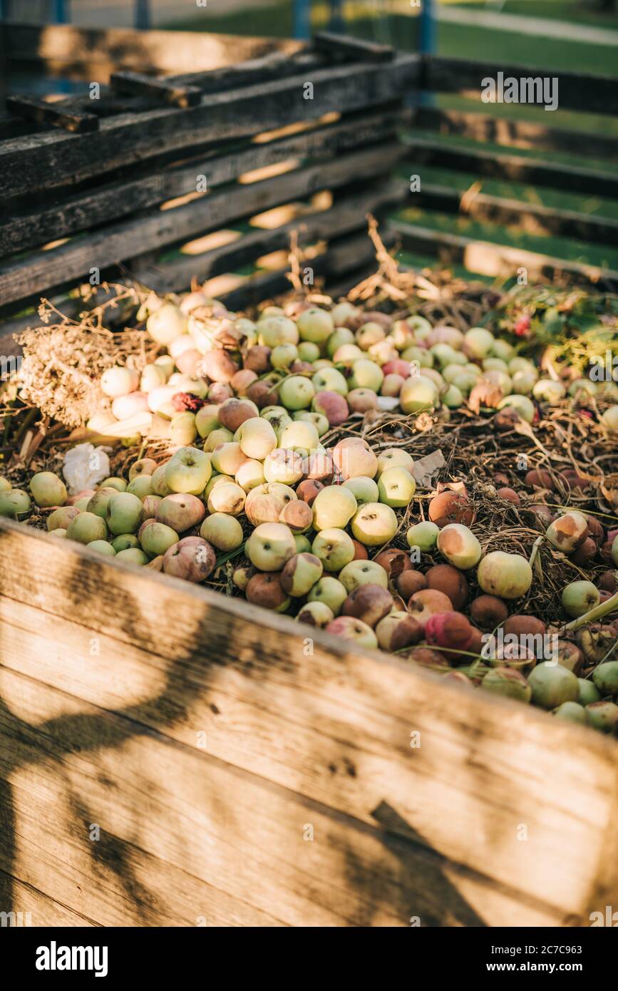 Rotten apples on a compost heap Stock Photo Alamy