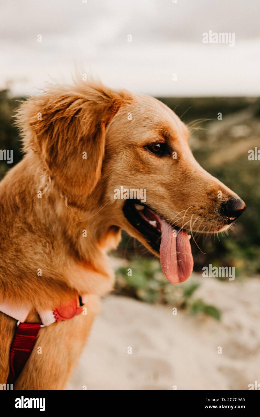 tongue nailed