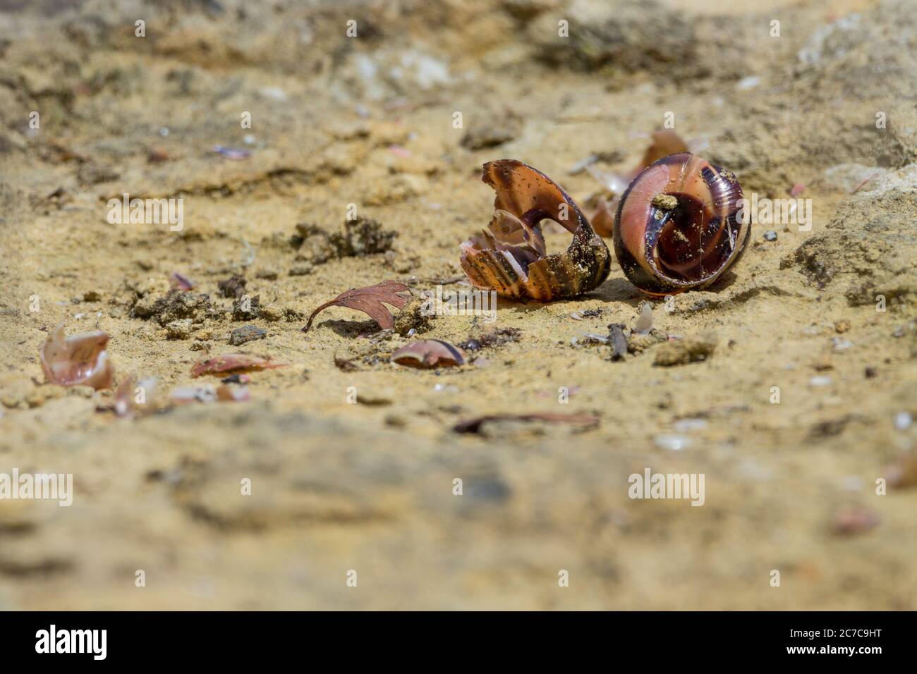 Scattered snail shells on rocks hires stock photography and images Alamy