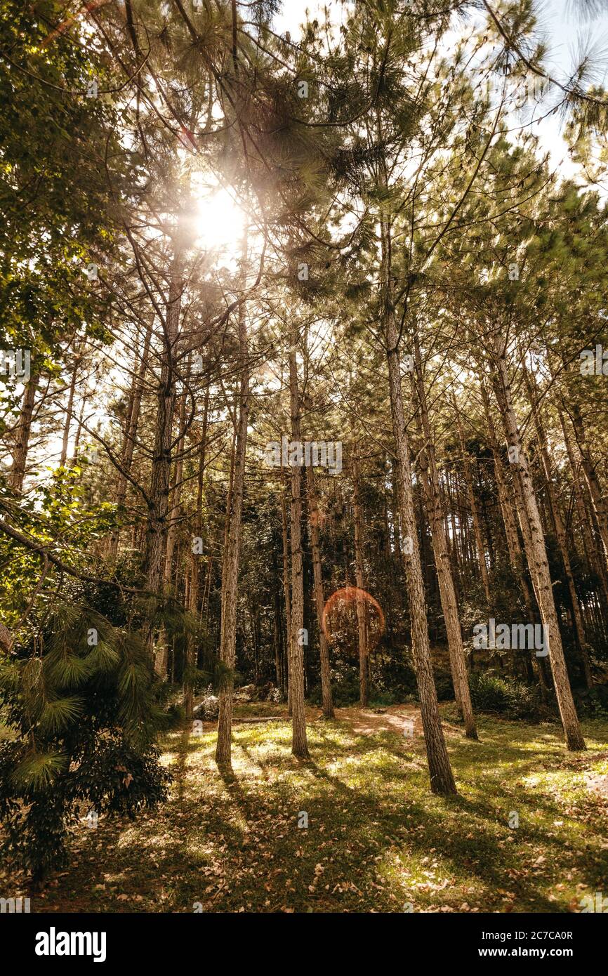 Vertical shot of tall thin trees in a forest with the sun shining ...