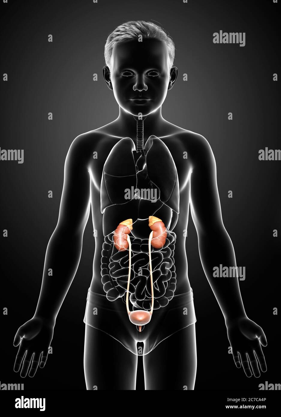 Infant Kidneys 3d rendered, medically accurate illustration of the young boy kidneys ...