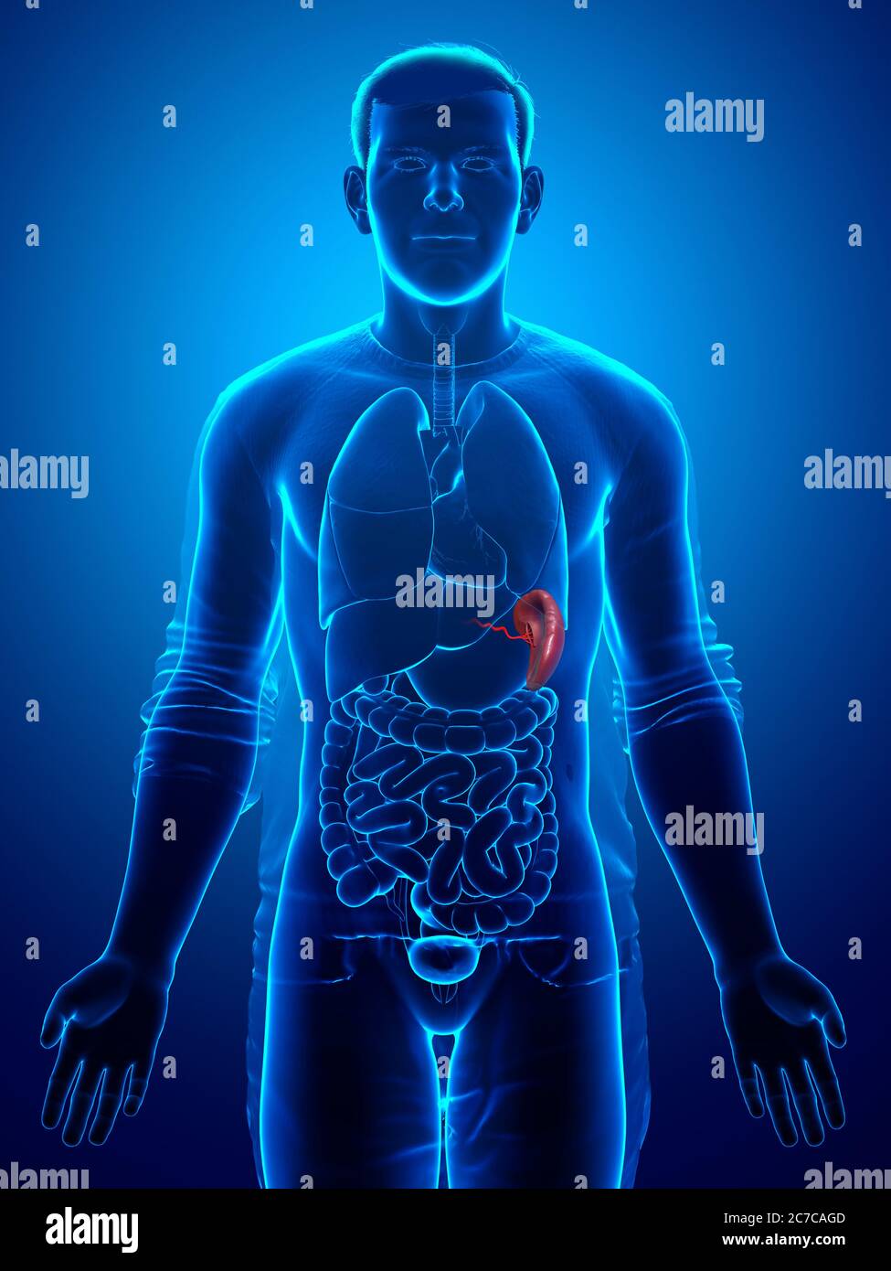 3d rendered, medically accurate illustration of a male Spleen Anatomy ...