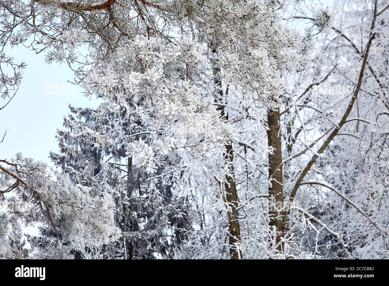 Pine branch. Winter mixed forest. Trees covered with white snow Stock ...