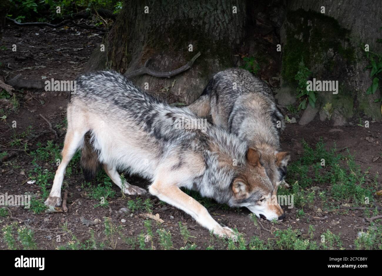 Heated enclosure hi-res stock photography and images - Alamy