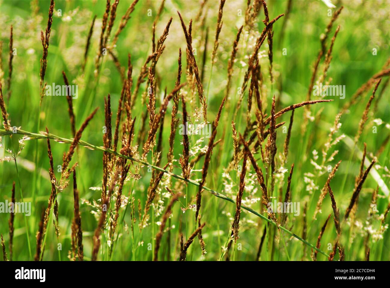 Brown tall grasses against a green background Stock Photo