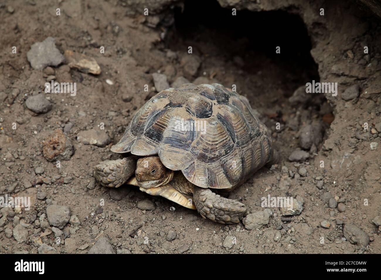 Closeup shot of a brown Asian forest tortoise Manouria emys resting near a rocky burrow Stock Photo