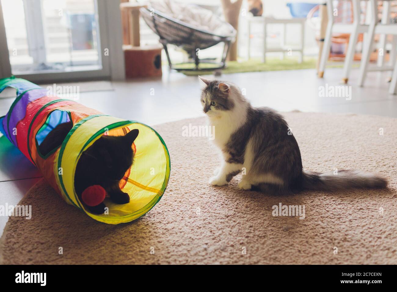 Cute kitten playing in a cat tunnel Stock Photo - Alamy