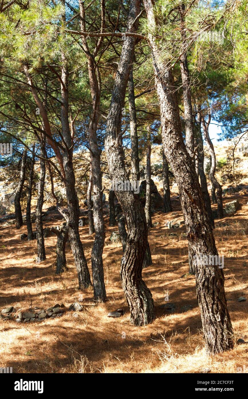 Pine trees in a grove in Agra village, Lesbos island, Greece, Europe. Stock Photo