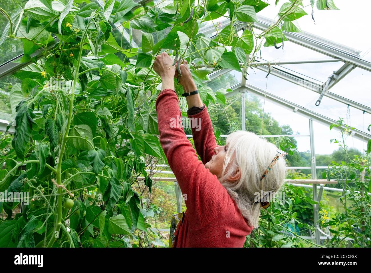 An older senior woman 70s reaching looking up picking climbing French beans growing with tomato plants in summer greenhouse in Wales UK  KATHY DEWITT Stock Photo