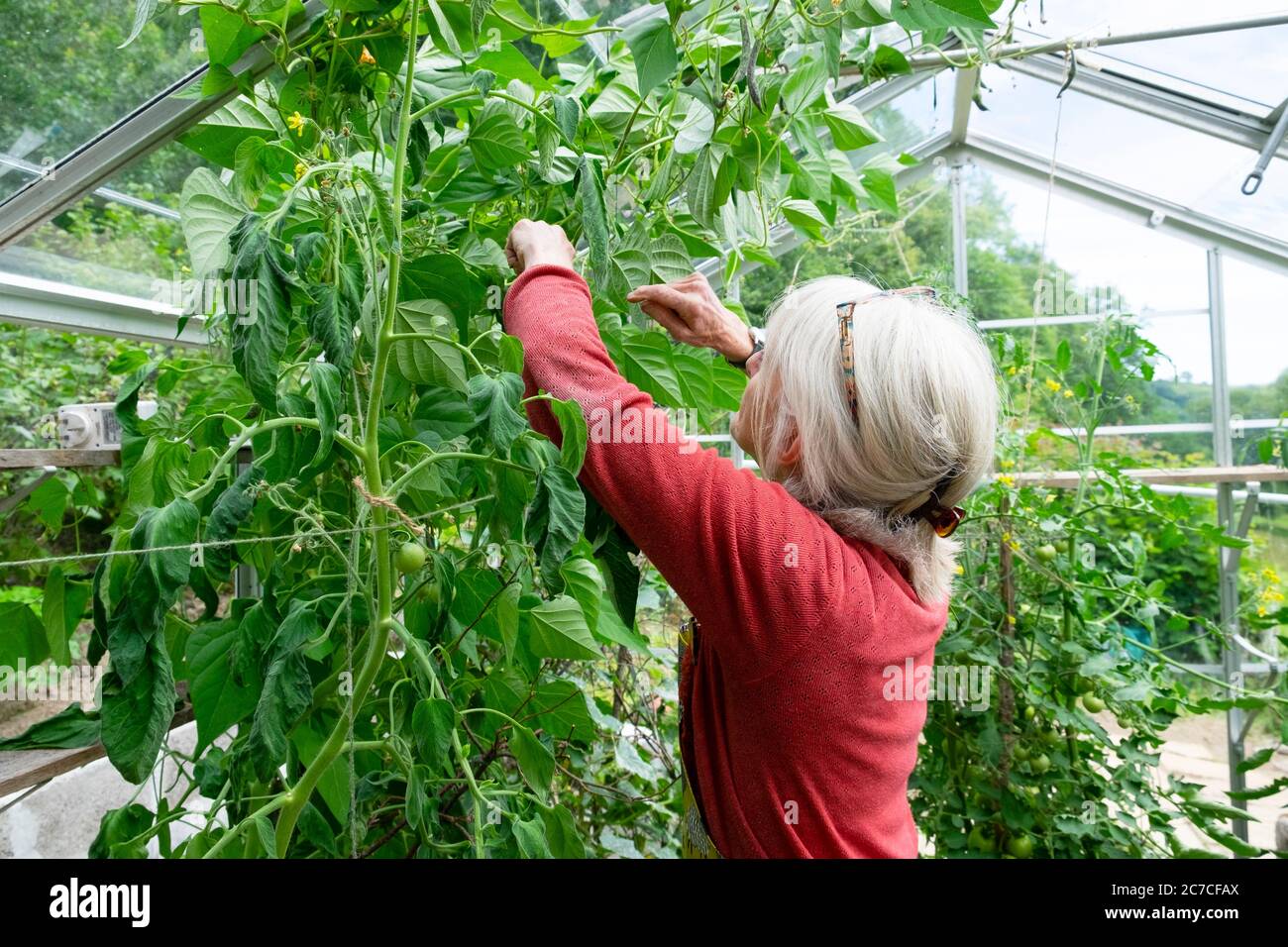 An older senior woman reaching looking up picking climbing French beans growing with tomato plants in a summer greenhouse in Wales UK  KATHY DEWITT Stock Photo