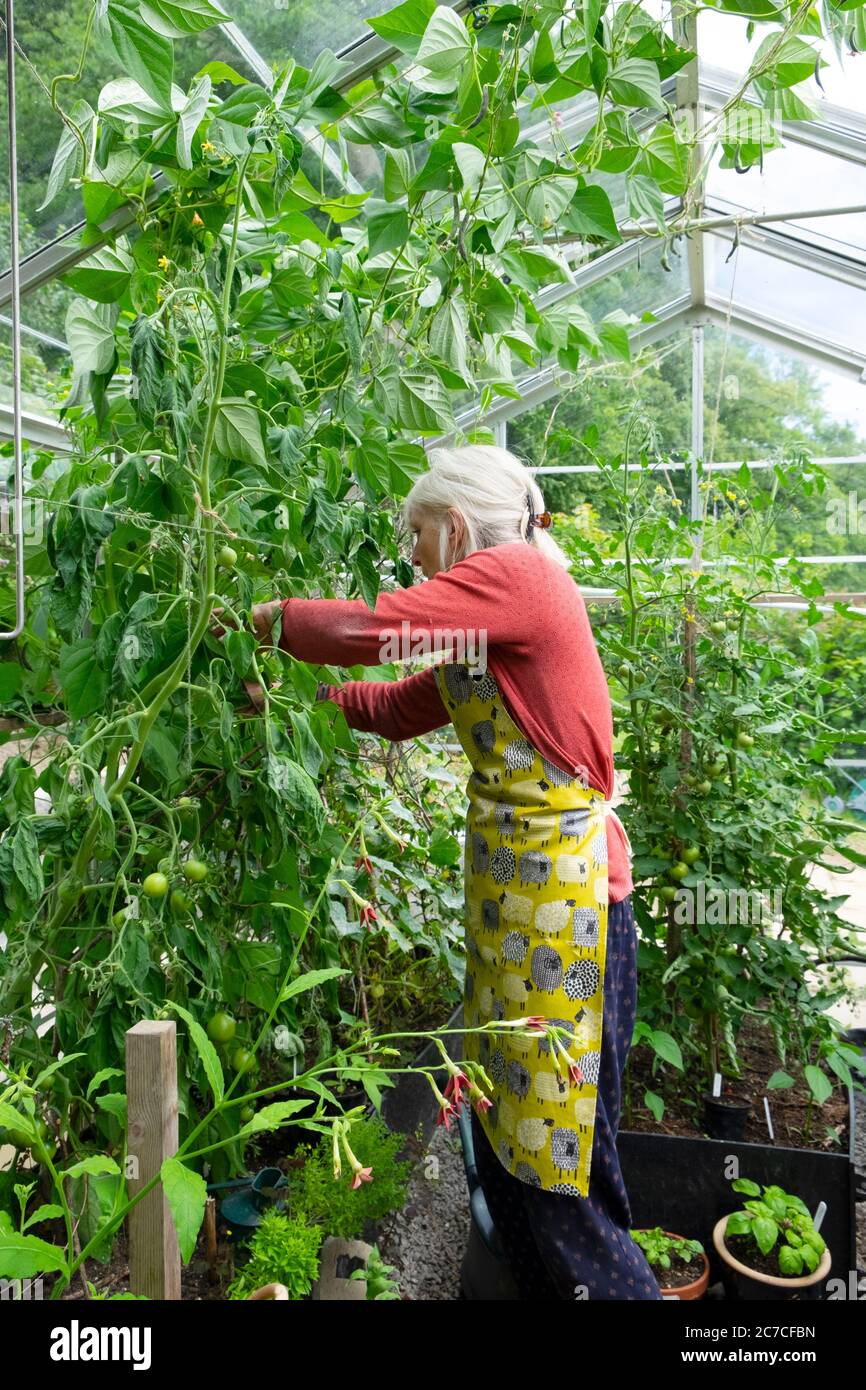 An older senior woman standing picking climbing French beans growing with tomato plants in a summer greenhouse in Wales UK  KATHY DEWITT Stock Photo