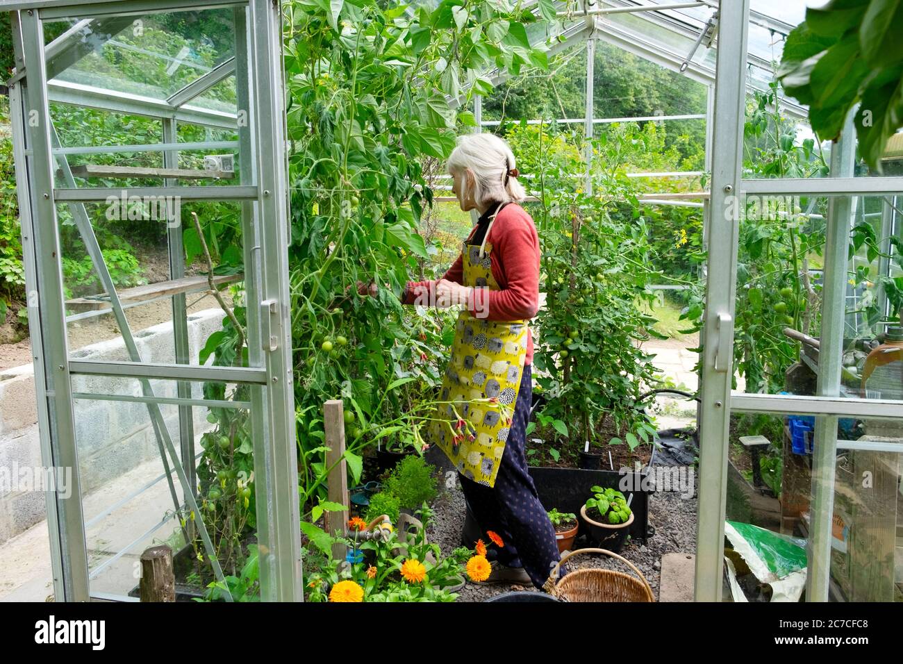An older senior woman standing picking climbing French beans growing with tomato plants in a summer greenhouse in Wales UK  KATHY DEWITT Stock Photo