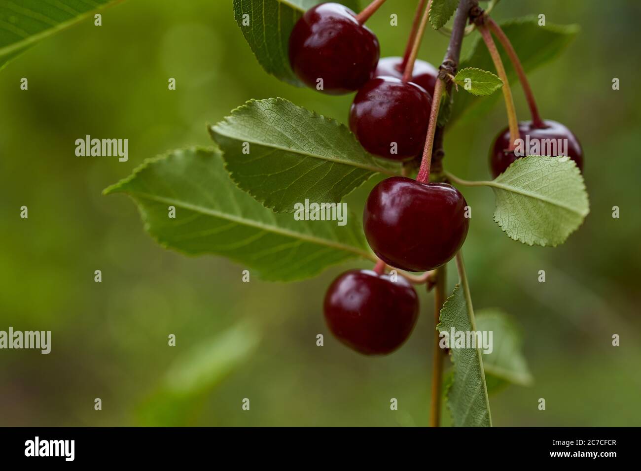 Cherry tree red fruits hi-res stock photography and images - Alamy