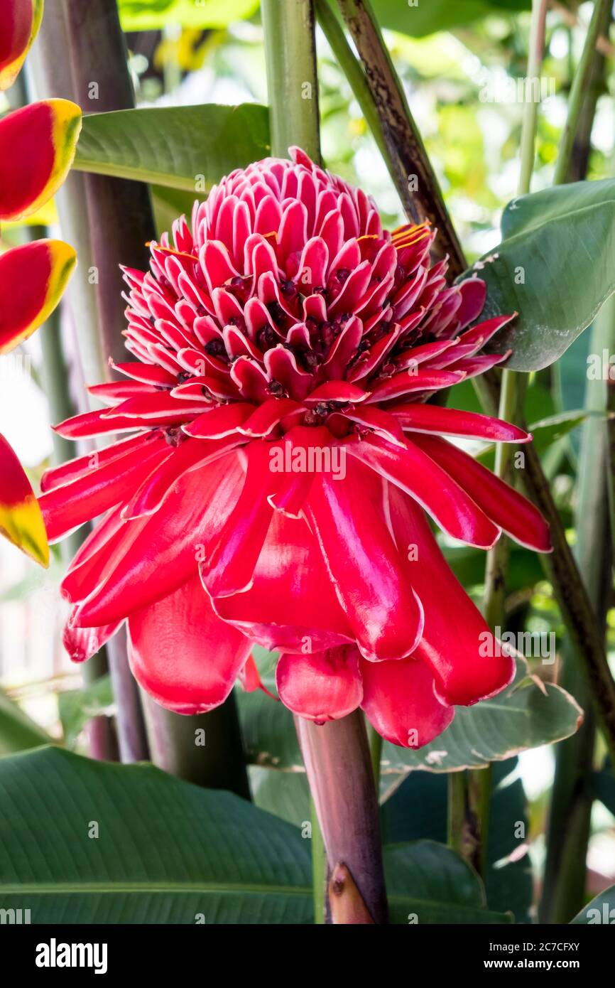 Etlingera elatior, known as torch ginger, ginger flower, red ginger