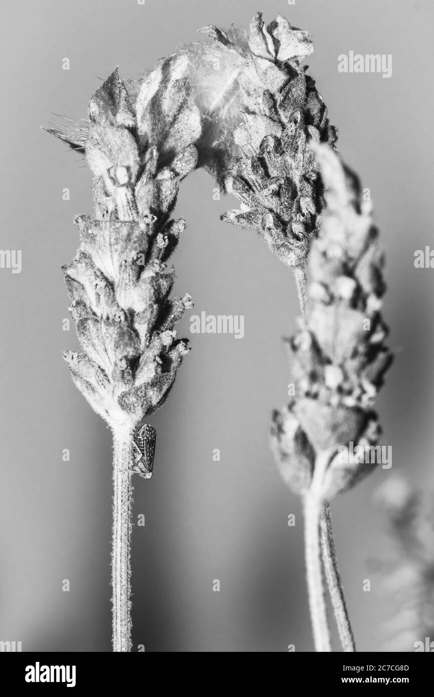 Small leaf hopper insect resting on a purple lavender plant, Cape Town, Africa Stock Photo