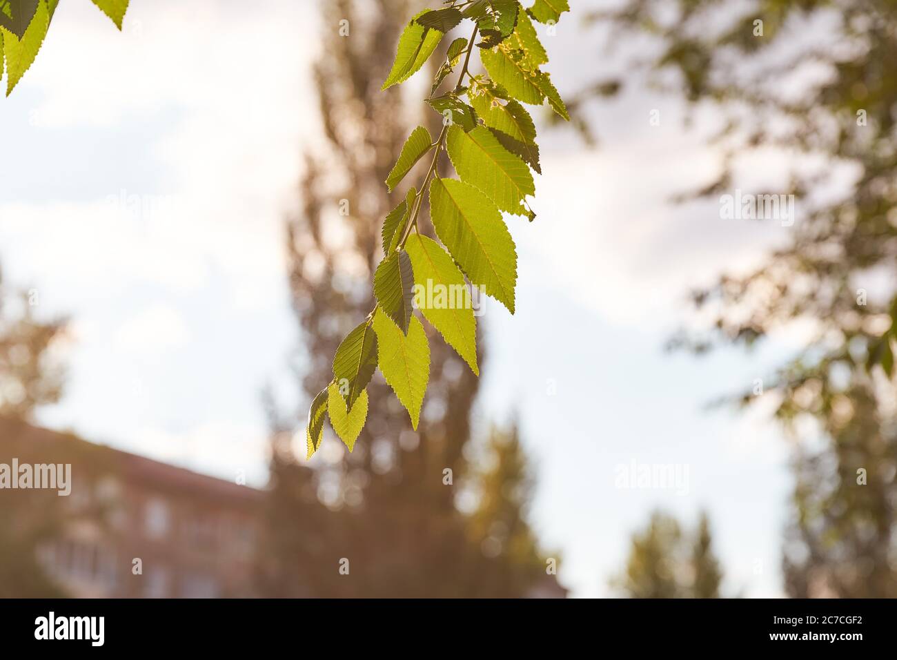 The leaves of the elm tree on a blurred background with the rays of the sun at sunset Stock Photo