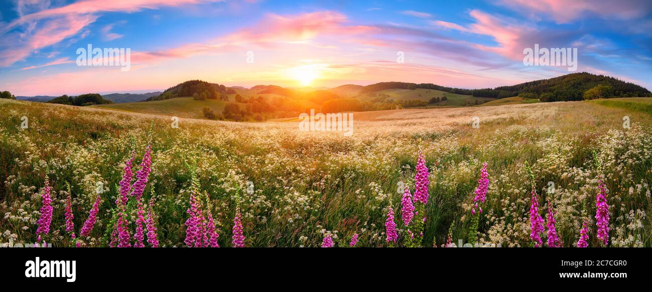 Panoramic sunset over a vast blossoming meadow landscape, with flowers in the foreground, hills on the horizon and colorful sky with pink clouds Stock Photo