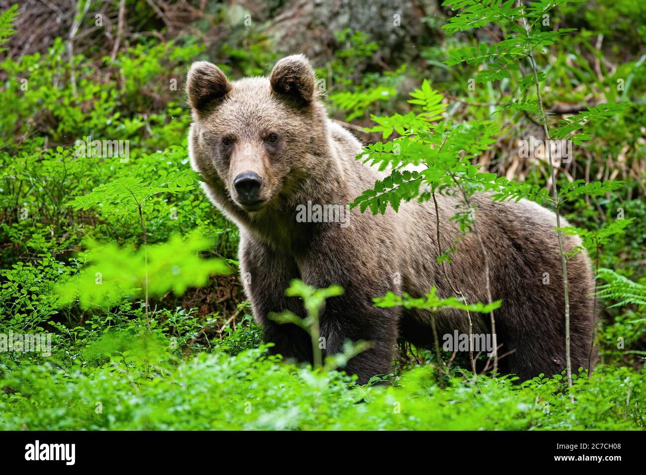 Young brown bear standing in forest during the summer Stock Photo - Alamy