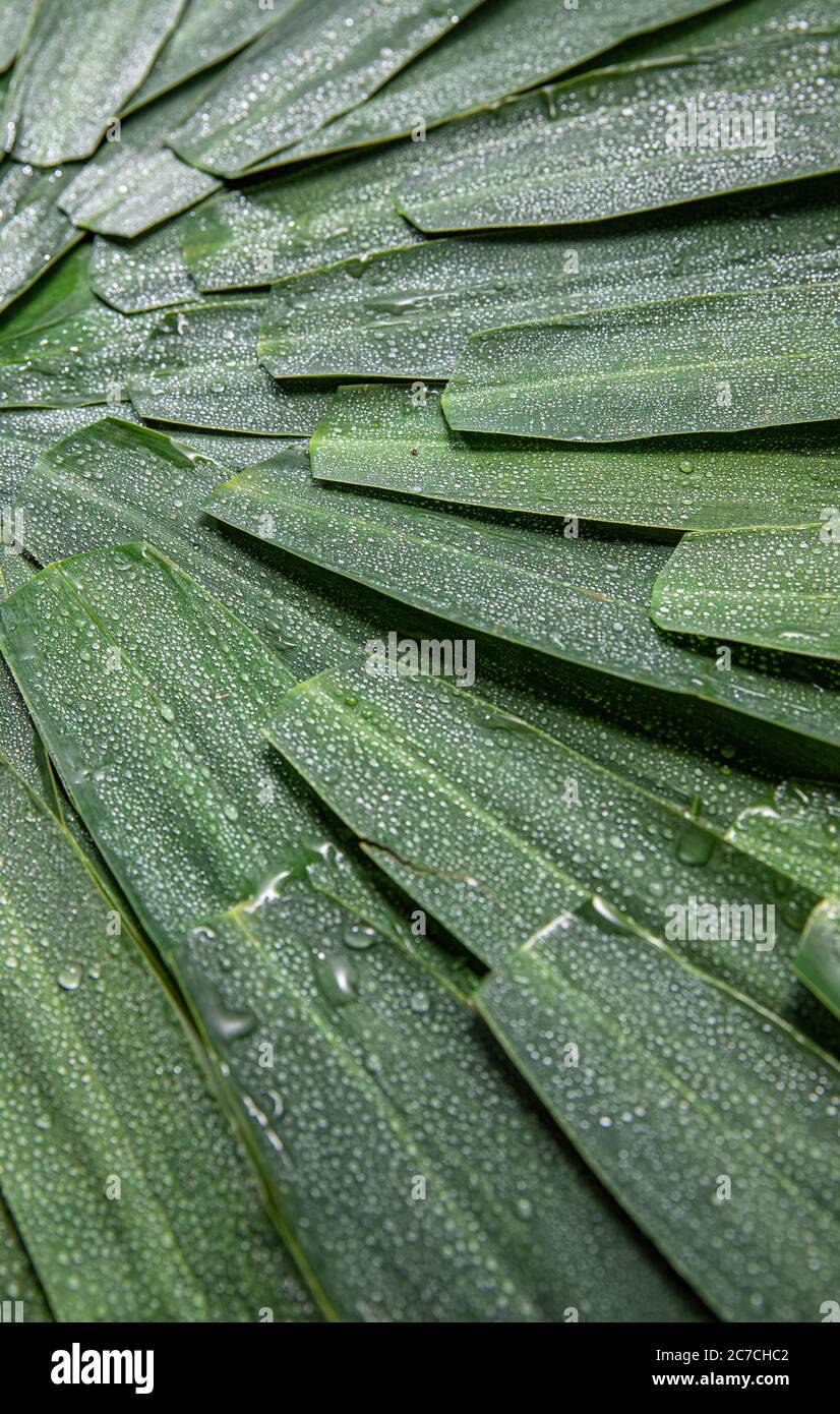 Reed leaves Stock Photo